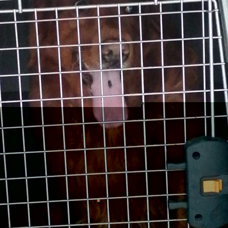 Pet Relocation Riyadh